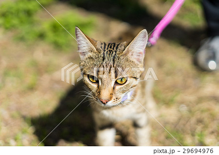 Kitten on a leash outdoor 29694976