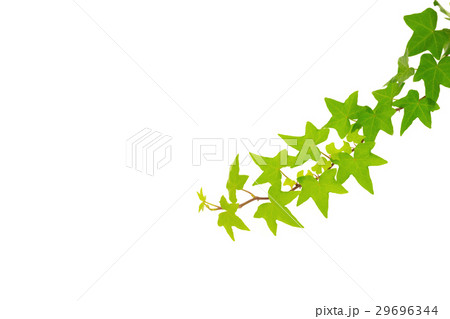 アイビー アイビー 29696344