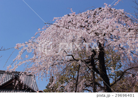 京都 上品蓮台寺 枝垂れ桜 京都 上品蓮台寺 枝垂れ桜 29696401