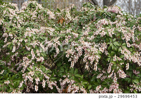 アセビの花 アセビの花 29696453