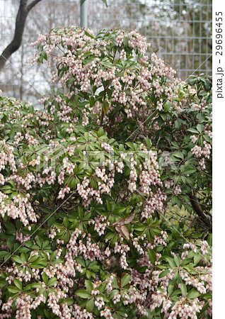 アセビの花 アセビの花 29696455