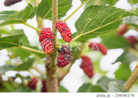 red mulberries on the branch 29696576