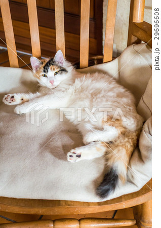 A cat on a wooden chair 29696608