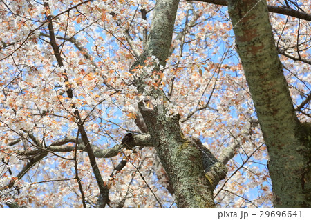 奈良公園 ヤマザクラ満開 奈良公園 ヤマザクラ満開 29696641