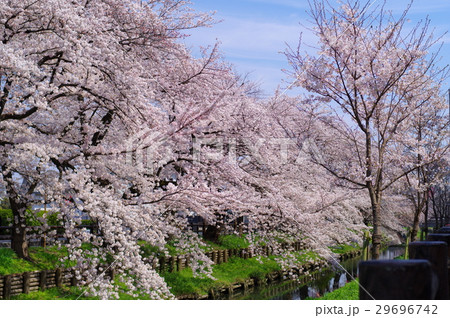 小江戸川越春まつり 桜満開の新河岸川 2017年 ヨコ 小江戸川越春まつり 桜満開の新河岸川 2017年 ヨコ 29696742