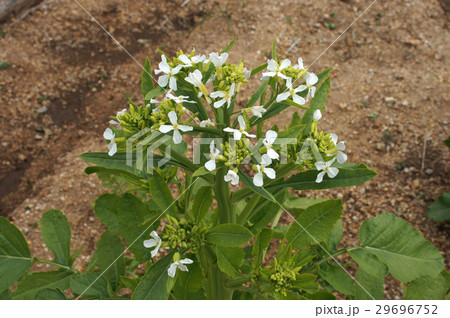 田辺大根の花 29696752