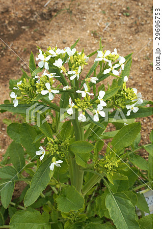 田辺大根の花 29696753