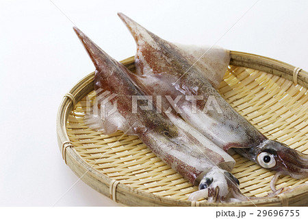 ヤリイカ10 29696755