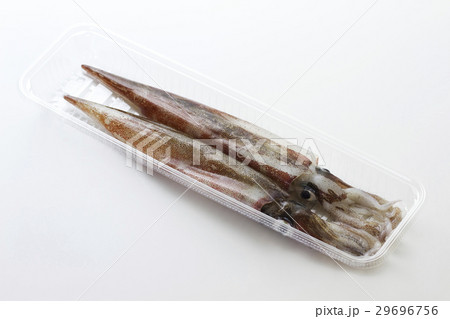 ヤリイカ2 ヤリイカ2 29696756