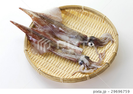 ヤリイカ5 29696759