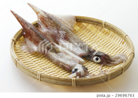 ヤリイカ9 29696763