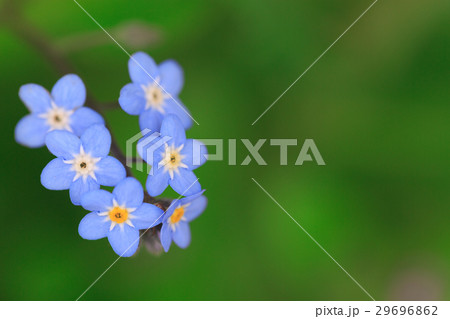 忘れな草 忘れな草 29696862