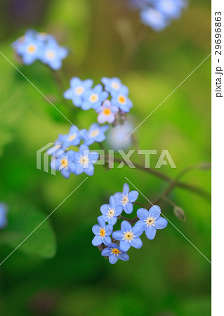 忘れな草 忘れな草 29696863