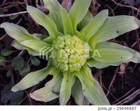 ふきのとうの花 ふきのとうの花 29696887