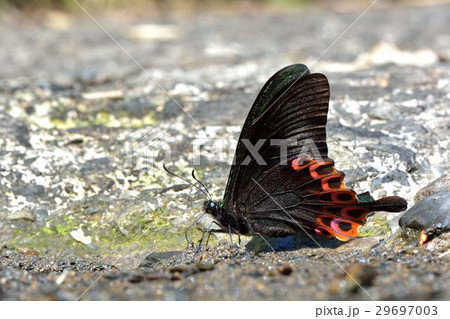 蝶 チョウ 蝴蝶 29697003