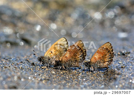蝶 チョウ 蝴蝶 29697007