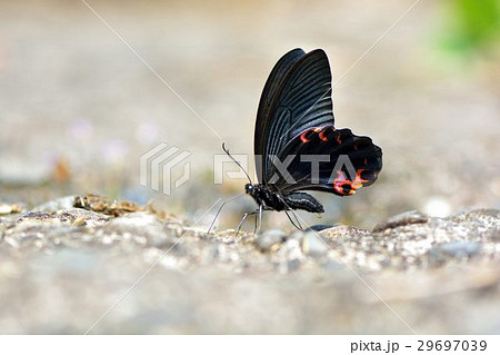 蝶 チョウ 蝴蝶 29697039