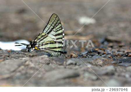 蝶 チョウ 蝴蝶 29697046