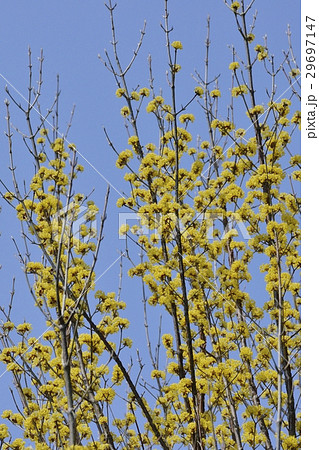 サンシュユの花 29697147