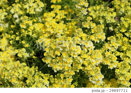 リナリア黄花の花畑 リナリア黄花の花畑 29697711