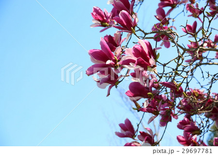 モクレンの花 モクレンの花 29697781