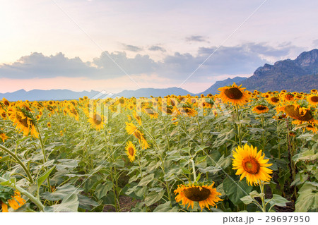 Beautiful sunflowers in spring field  29697950