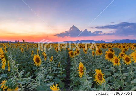 Beautiful sunflowers in spring field  29697951
