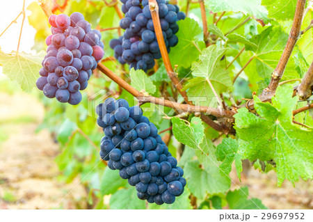 Close up vine grapes in champagne region 29697952