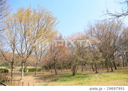 春の公園　サクラ満開 29697991