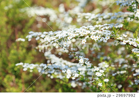 春の公園 ユキヤナギの花 春の公園 ユキヤナギの花 29697992