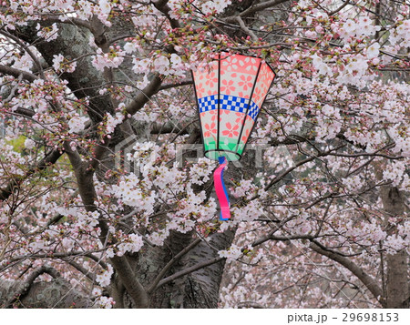 服部大池公園、ソメイヨシノの季節 29698153