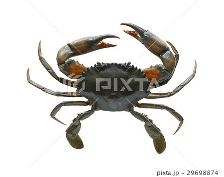 Fresh Meat & Seafood Fresh Meat & Seafood 29698874