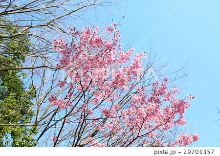 春の公園　ヨウコウ桜の花 29701357