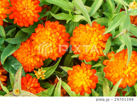 Orange zinnia flowers 29701399