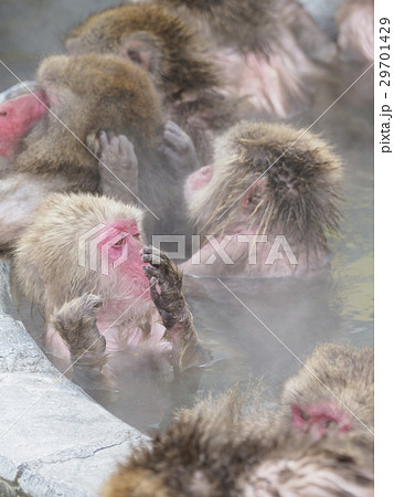 イモ洗い状態の温泉猿（縦構図） 29701429
