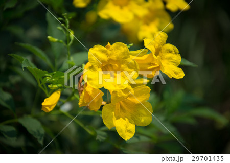The first hint of flower with sunlight. The first hint of flower with sunlight. 29701435