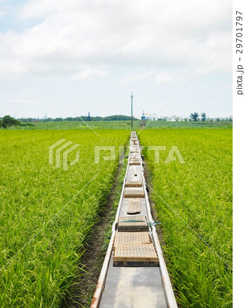 たんぼ 田んぼ 田圃 29701797