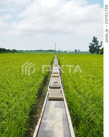 たんぼ 田んぼ 田圃 29701798