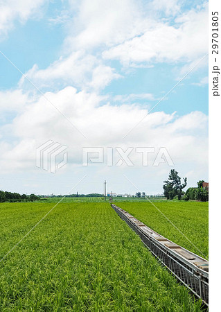 たんぼ 田んぼ 田圃 29701805