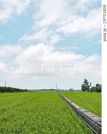 たんぼ 田んぼ 田圃 29701806