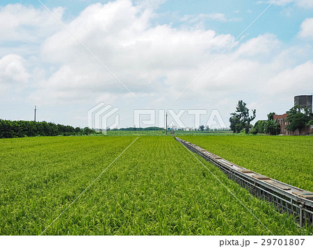たんぼ 田んぼ 田圃 29701807