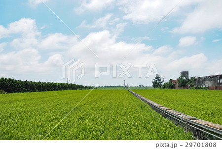 たんぼ 田んぼ 田圃 29701808