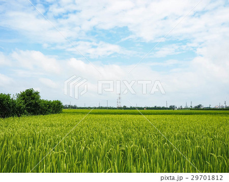 たんぼ 田んぼ 田圃 29701812