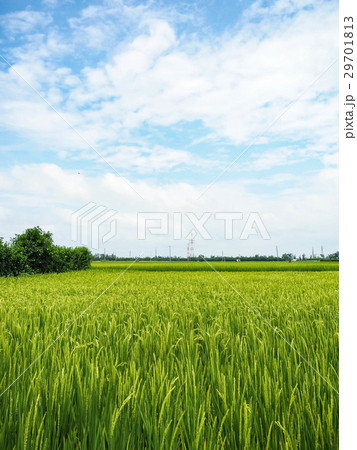 たんぼ 田んぼ 田圃 29701813
