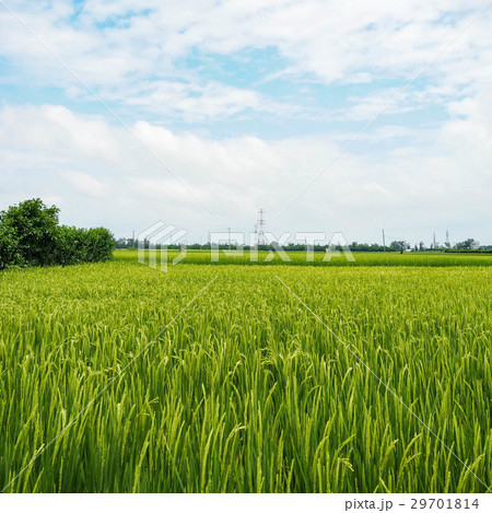 たんぼ 田んぼ 田圃 29701814