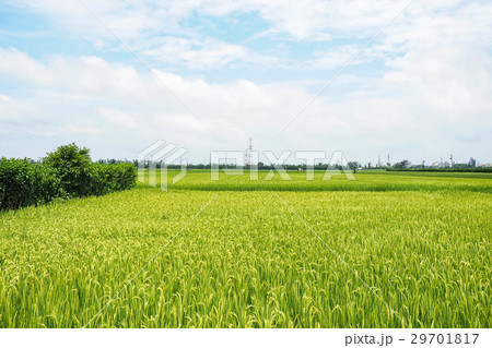 たんぼ 田んぼ 田圃 29701817