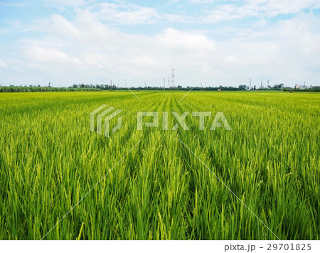たんぼ 田んぼ 田圃 29701825