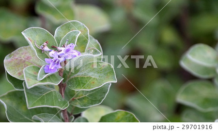 ハマゴウの花 ハマゴウの花 29701916
