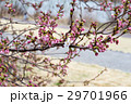 桜 29701966