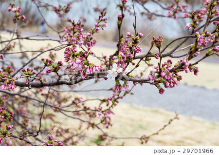桜 桜 29701966